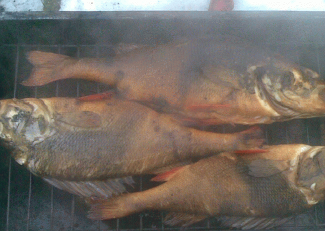 Pesce persico affumicato