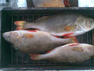 Pesce persico affumicato
