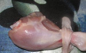 Cosce di pollo nella manica