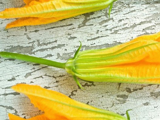 Foto - Fiori di zucchine