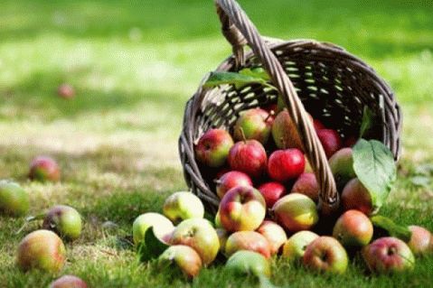 Cosa fare dalle mele